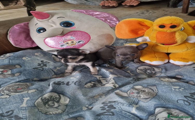 Chihuahua cani a Città Metropolitana di Torino - Annuncio 9