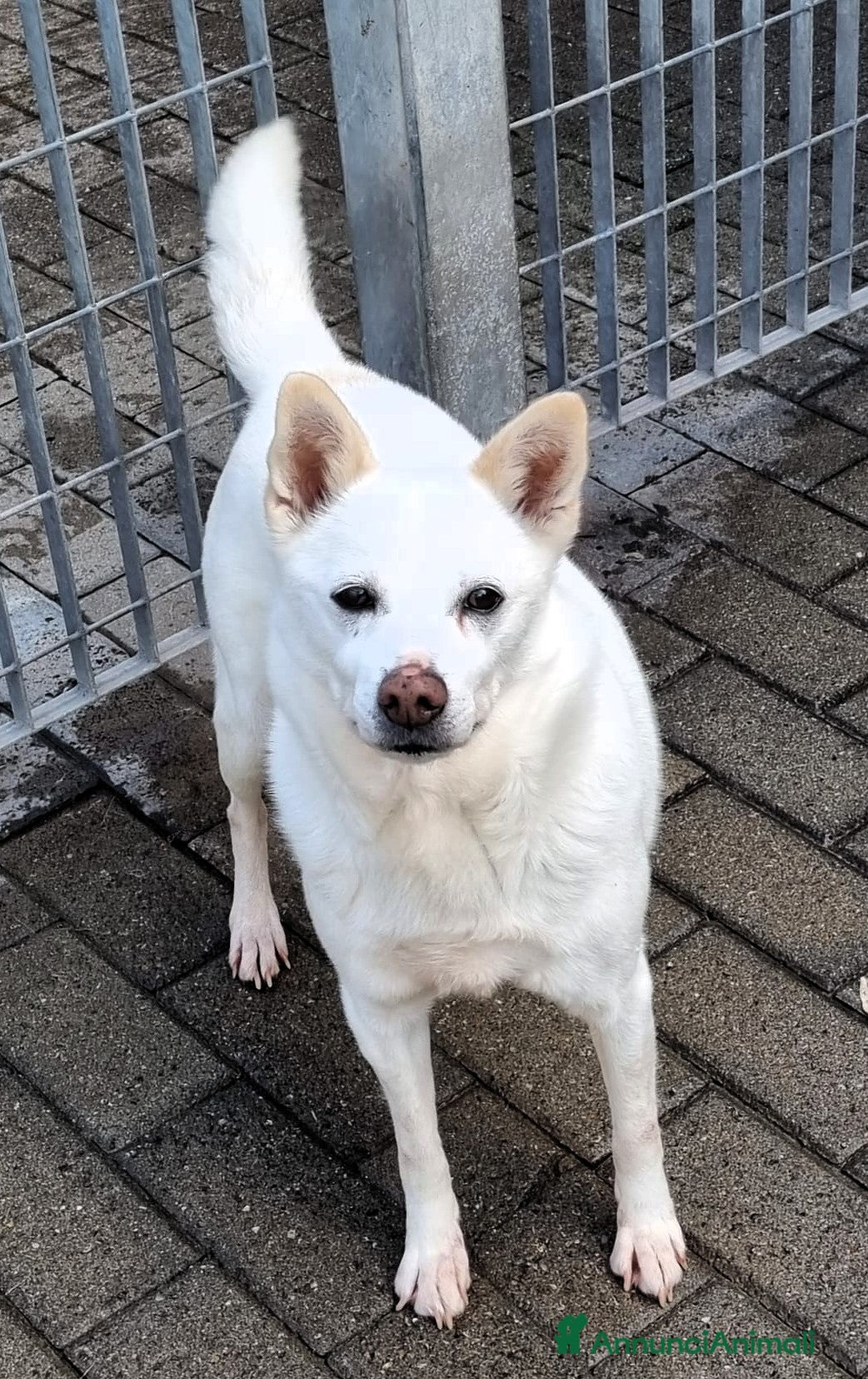 Meticcio cani FOX DIVERSAMENTE GIOVANE - Annuncio 1