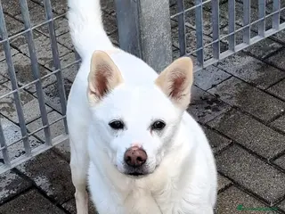 Meticcio cani FOX DIVERSAMENTE GIOVANE - Annuncio 8