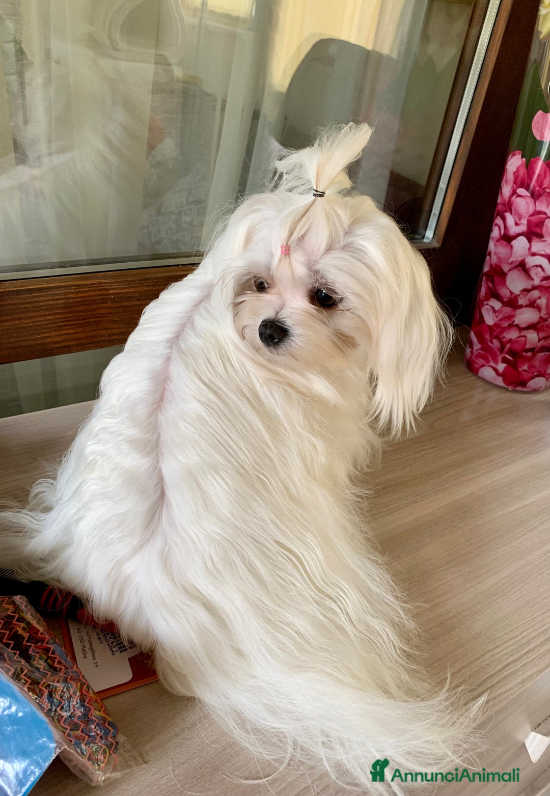 Maltese cani in vendita: Maltese mini - Annuncio 3