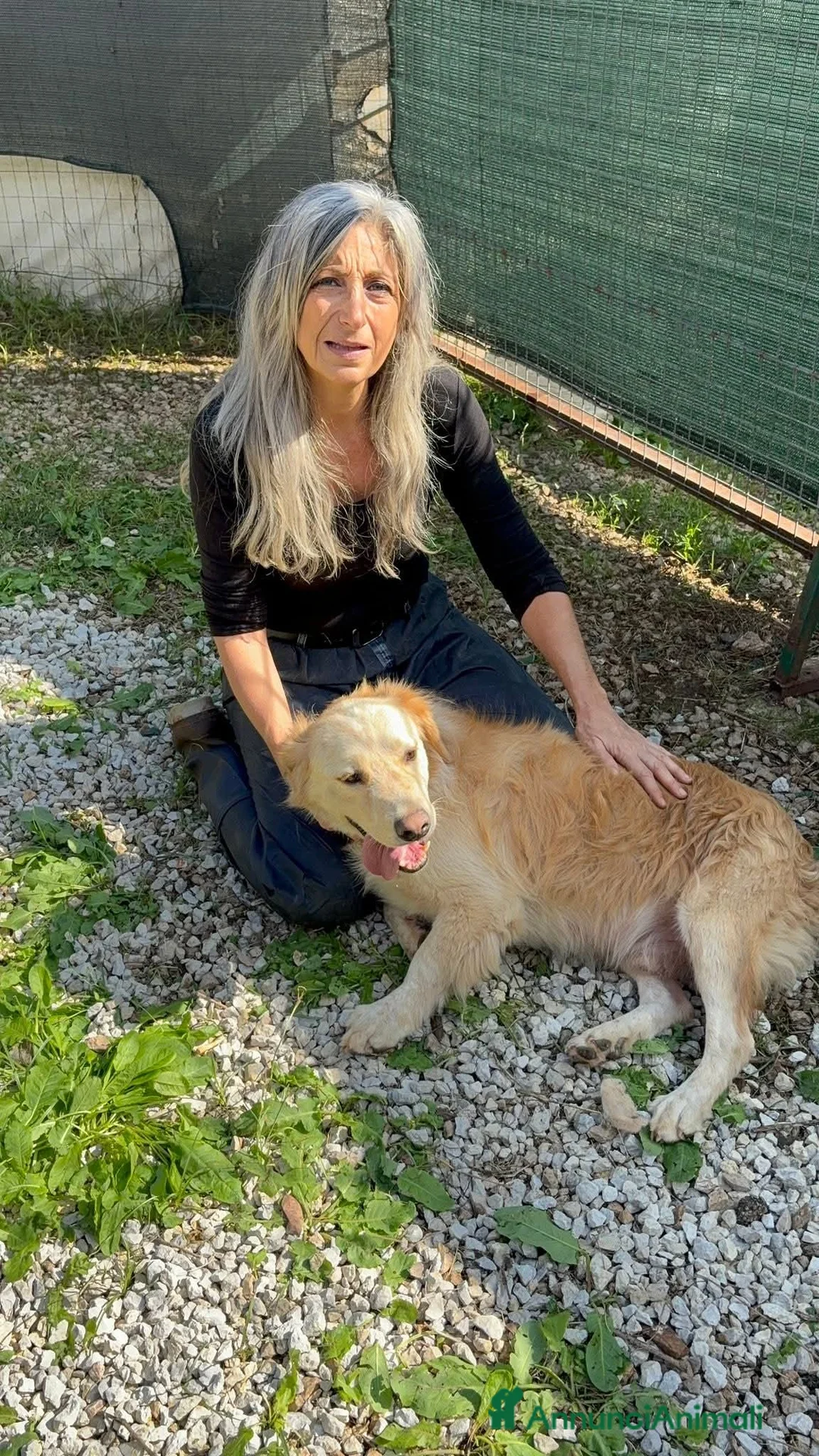 Meticcio cani in regalo: Oscar, la dolcezza in una palla di pelo - Annuncio 2