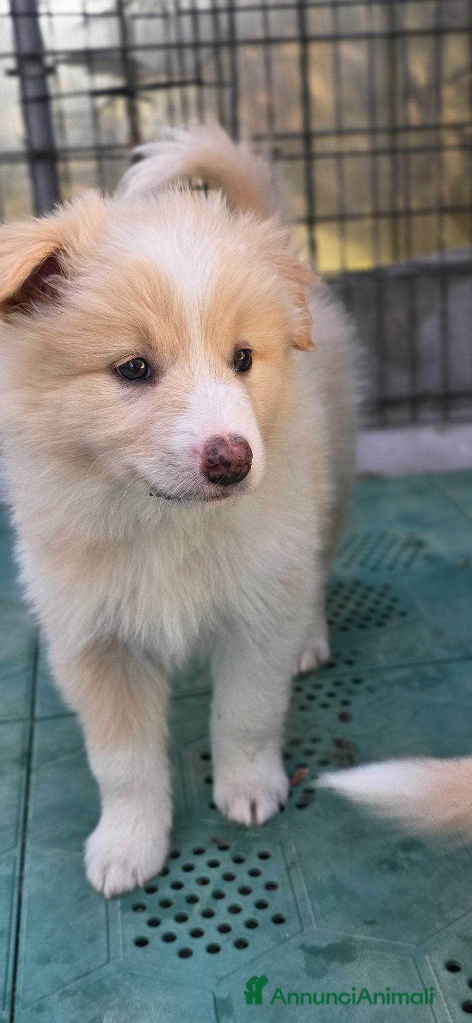 Border Collie cani Border collie  - Annuncio 1
