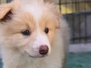 Border Collie cani Border collie - Annuncio 1
