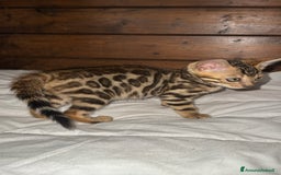 Bengala gatti in vendita: Cucciole di Bengal con Pedigree a Provincia di Asti - Immagine 10