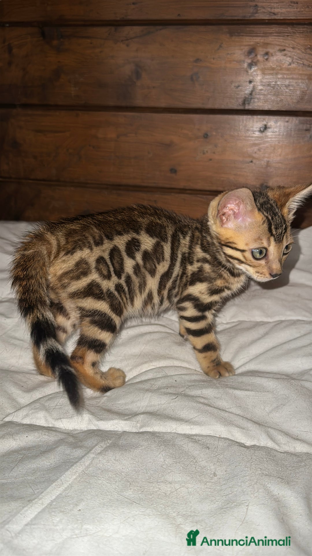 Bengala gatti in vendita: Cucciole di Bengal con Pedigree a Provincia di Asti - Immagine 10