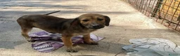 Meticcio cani in regalo: OMBRA MEDIO PICCOLA a Provincia di Piacenza - Annuncio 4