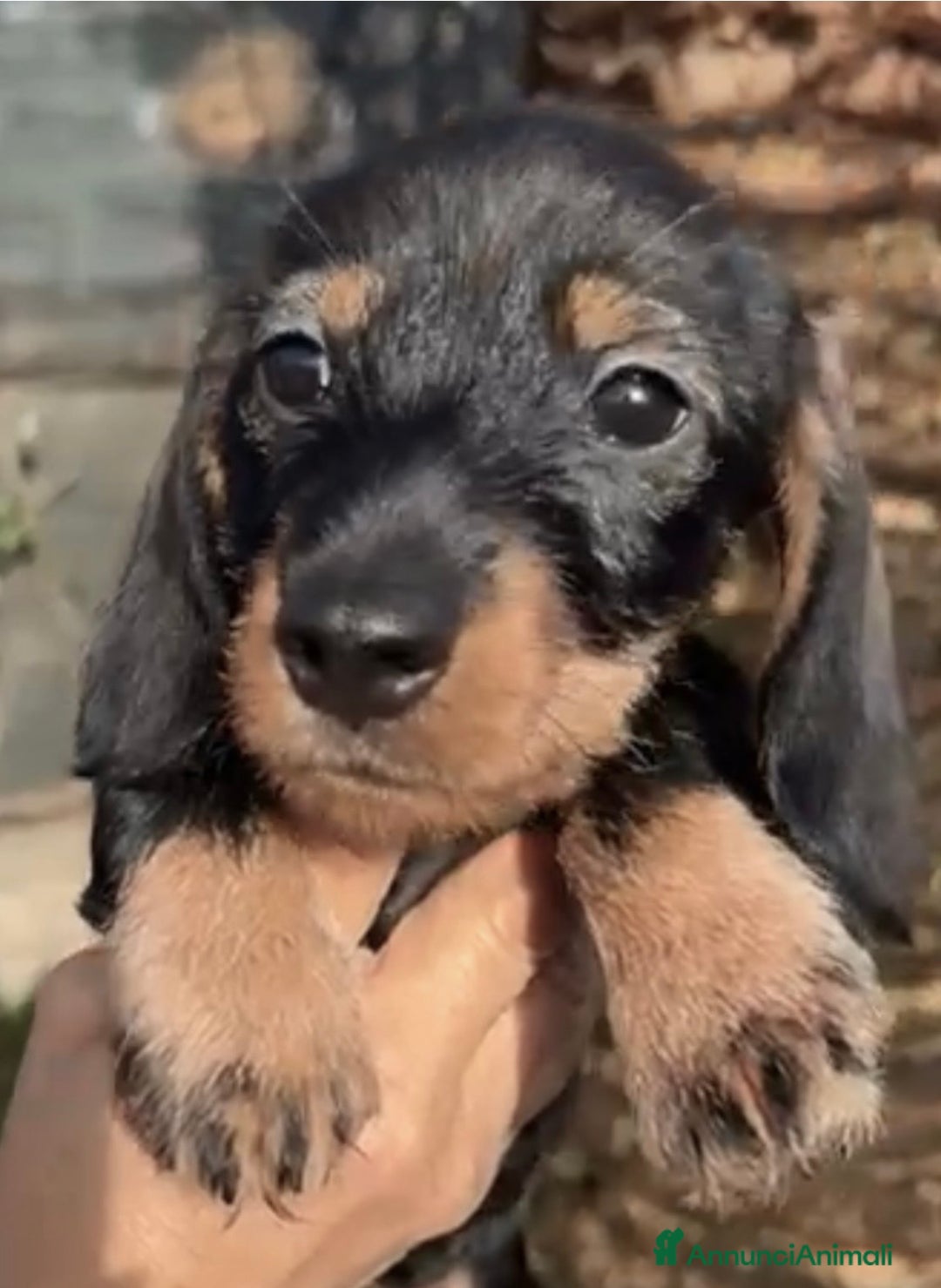 Bassotto cani in vendita: Cuccioli di Bassotto pelo duro con Pedigree Enci - Annuncio 16