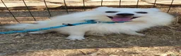 Volpino Italiano cani in regalo: Fiocco  - Annuncio 4