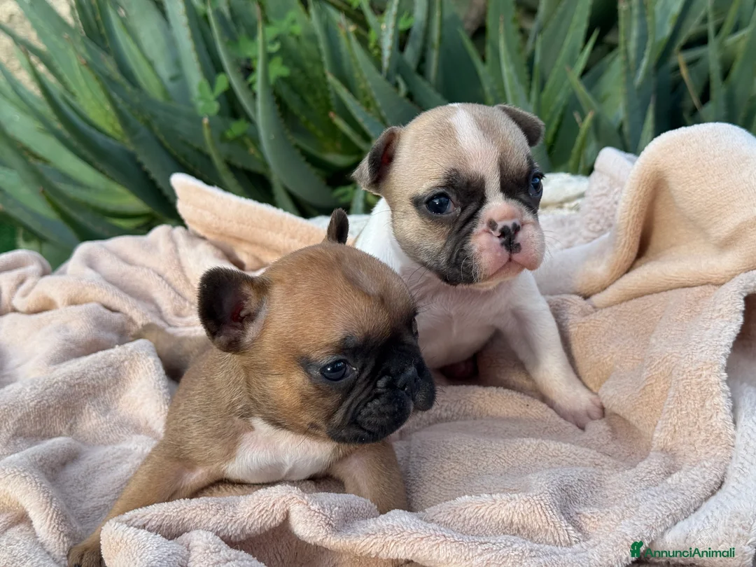 Bulldog Francese cani in vendita: Cucciolo bulldog francese  - Annuncio 3