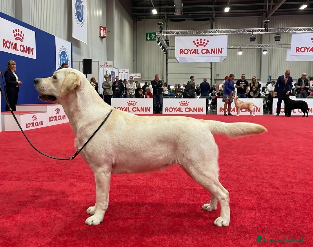 Labrador cani in vendita: Cucciolona con pedigree di 14 mesi a Città Metropolitana di Torino - Annuncio 1