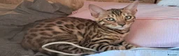 Bengala gatti in vendita: Bengala cuccioli  a Provincia di Ravenna - Annuncio 4