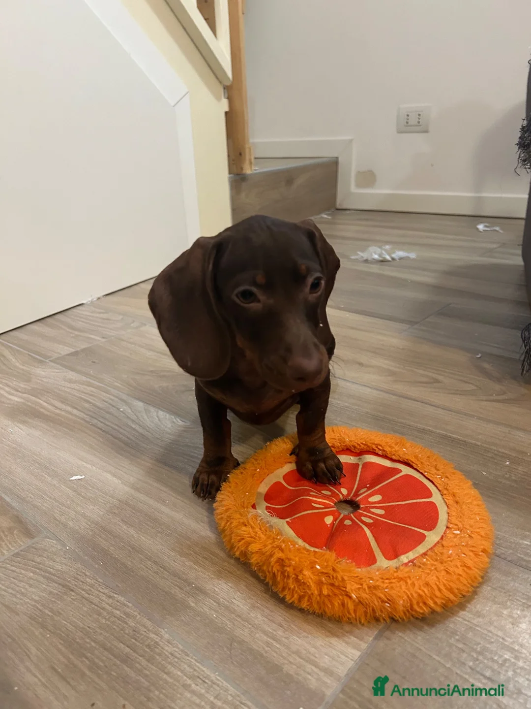 Bassotto cani in vendita: Bassotto nano - Annuncio 1