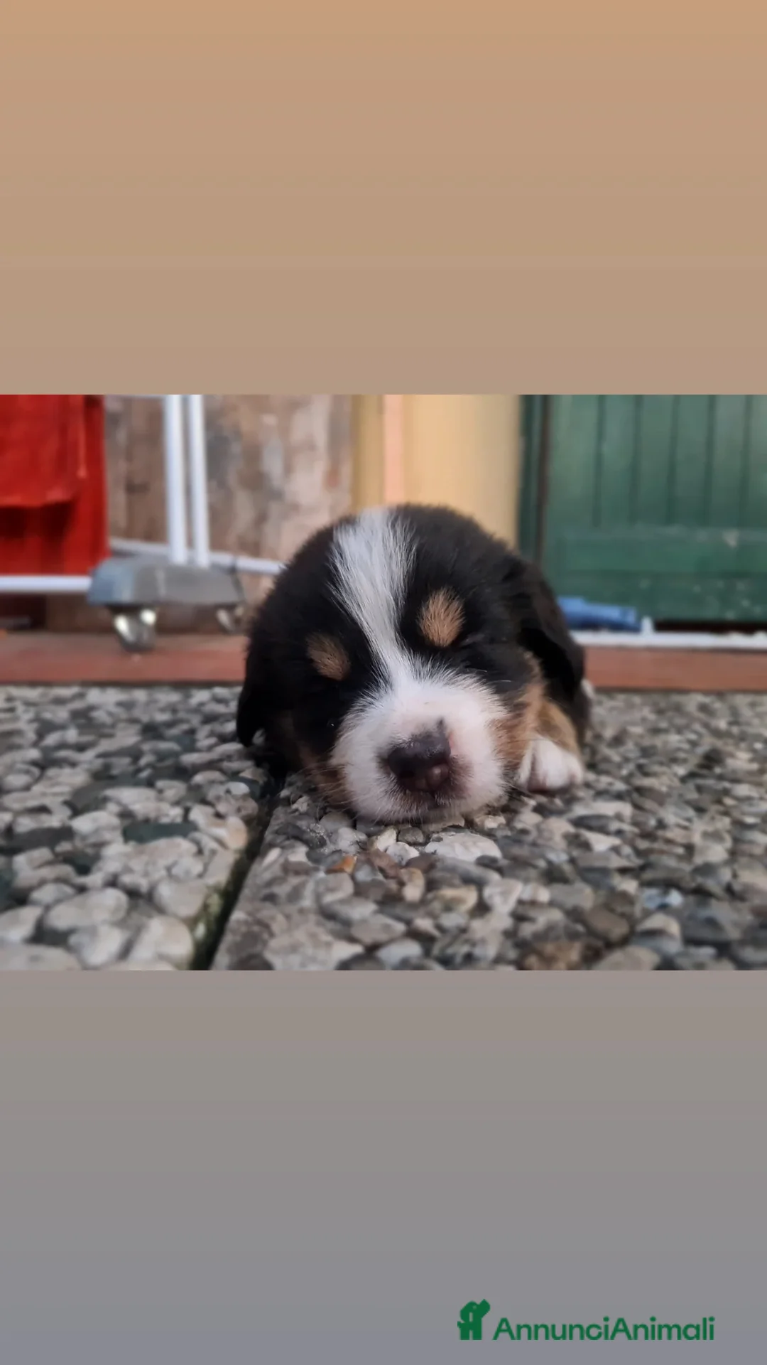 Bovaro del Bernese cani in vendita: Cuccioli bovari del bernese  - Annuncio 2