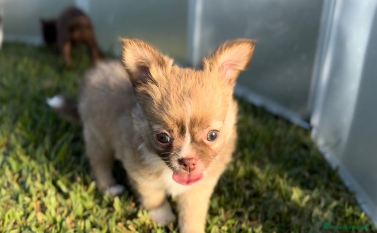 Chihuahua cani a Città metropolitana di Milano - Annuncio 14