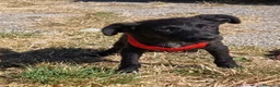 Meticcio cani in regalo: Robin - Annuncio 2