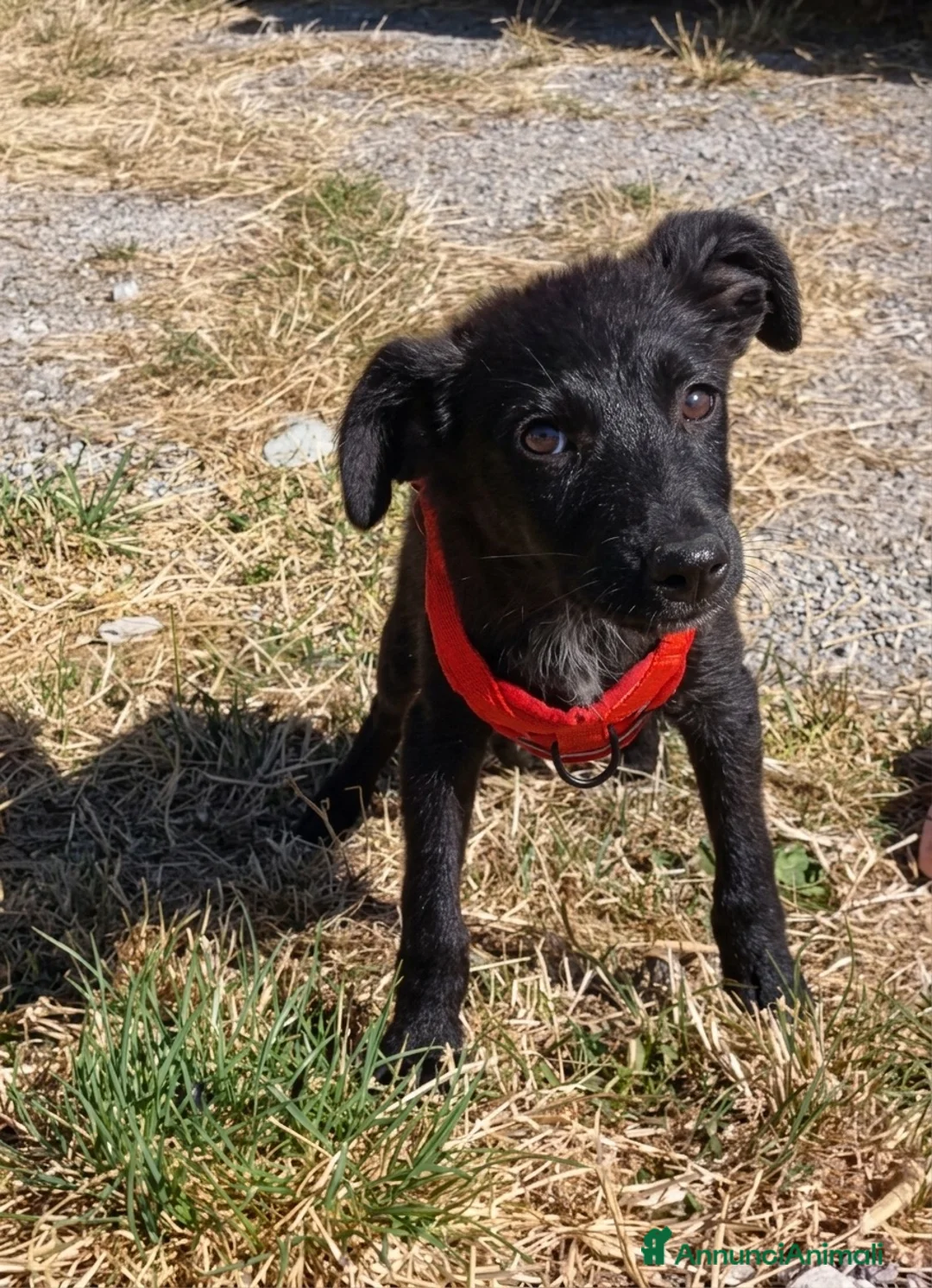 Meticcio cani in regalo: Robin - Annuncio 2