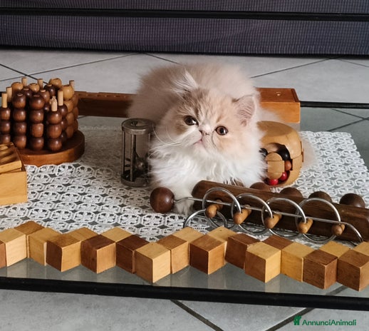 Persiano gatti a Provincia di Mantova - Annuncio 13
