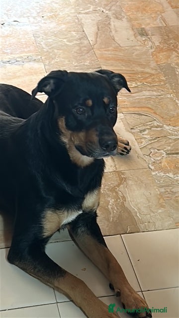 Meticcio cani Cucciolone fuocato  - Annuncio 15