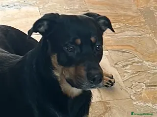 Meticcio cani Cucciolone fuocato - Annuncio 15