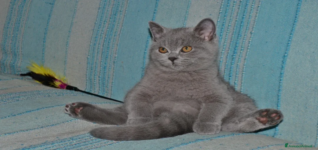 Immagine della galleria {{count}}