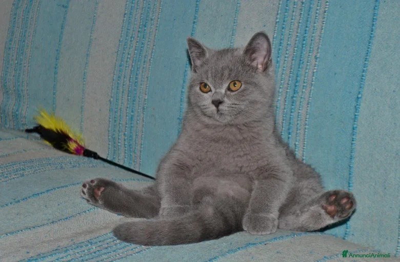 Immagine della galleria {{count}}