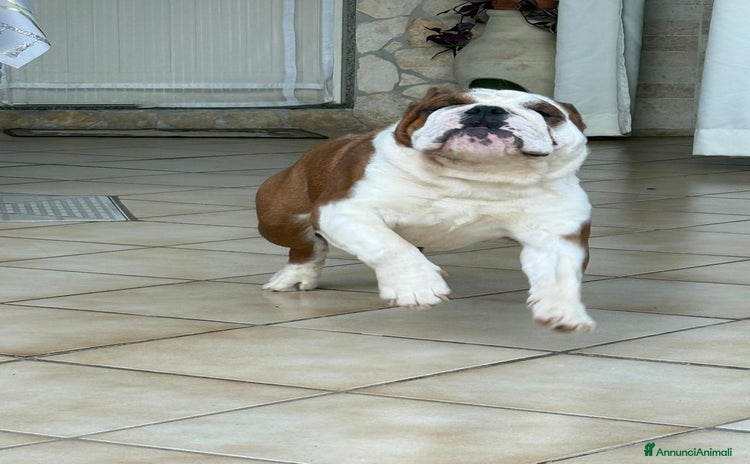 Bulldog cani a Provincia di Lecce - Annuncio 14