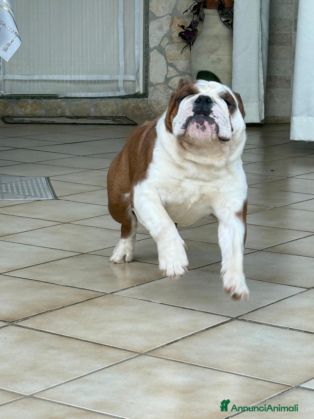 Bulldog cani in vendita: Vendo Bulldog Inglese Maschio a Provincia di Lecce - Immagine 1