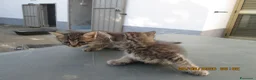 Altre razze gatti in regalo: Gattine in regalo - Annuncio 4
