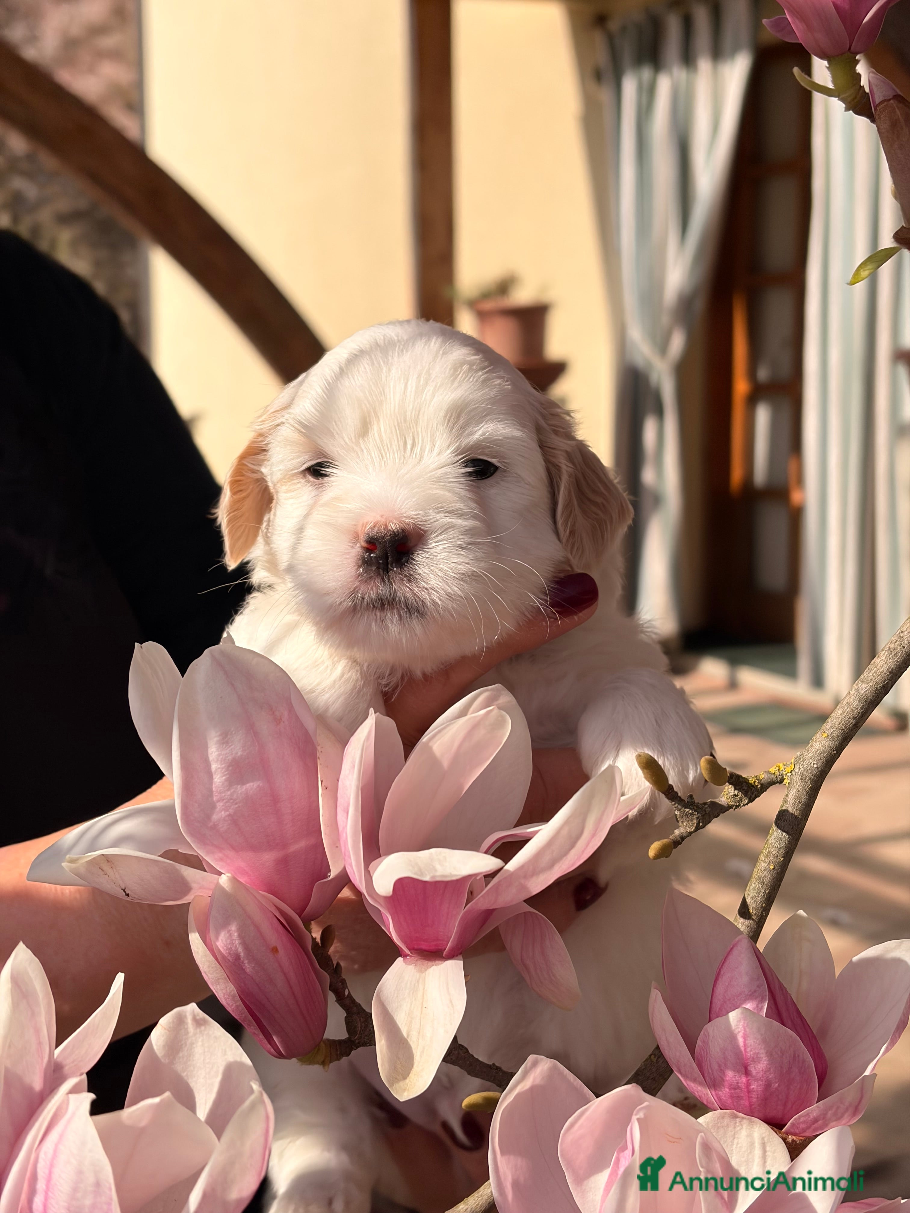 Coton de Tulear cani Cuccioli di coton  - Annuncio 2