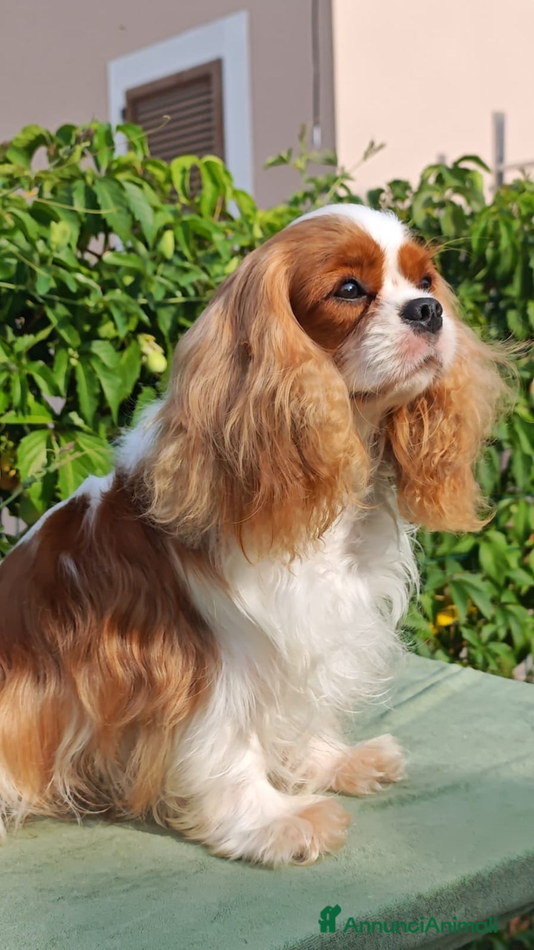 Cavalier King cani in vendita: Ultimo Cucciolo maschio tricolor - Annuncio 1