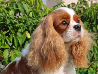 Cavalier King cani Ultimo Cucciolo maschio tricolor - Annuncio 22