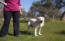 Meticcio cani in regalo: Ellen, un cane pronto a splendere a Città Metropolitana di Bari - Immagine 7