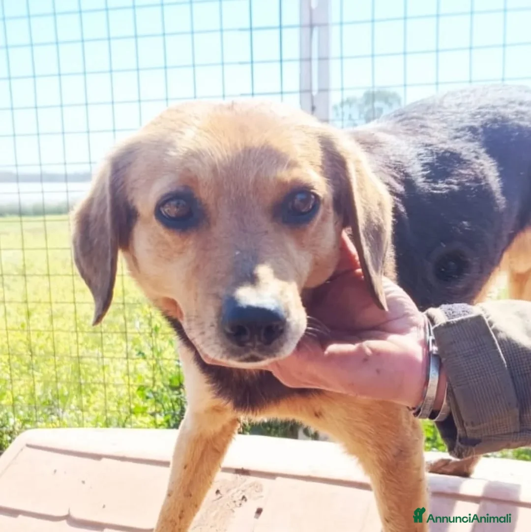 Meticcio cani in regalo: FILIPPO dolce cagnolino cerca casa - 6 anni a Provincia di Latina - Annuncio 4