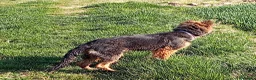 Pastore Tedesco cani in vendita: Tedesca a pelo lungo  - Annuncio 2