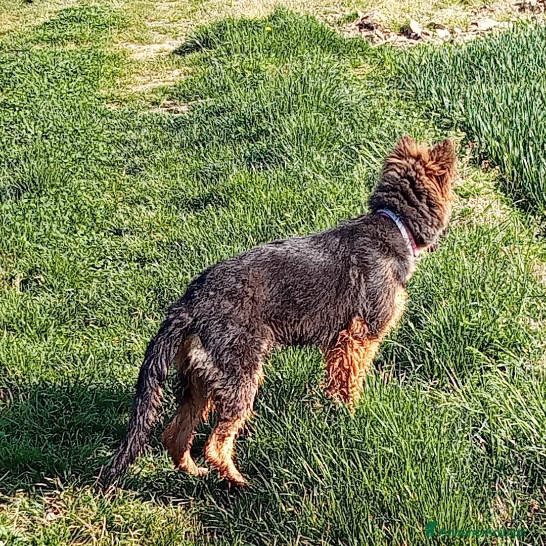 Pastore Tedesco cani in vendita: Tedesca a pelo lungo  - Annuncio 2
