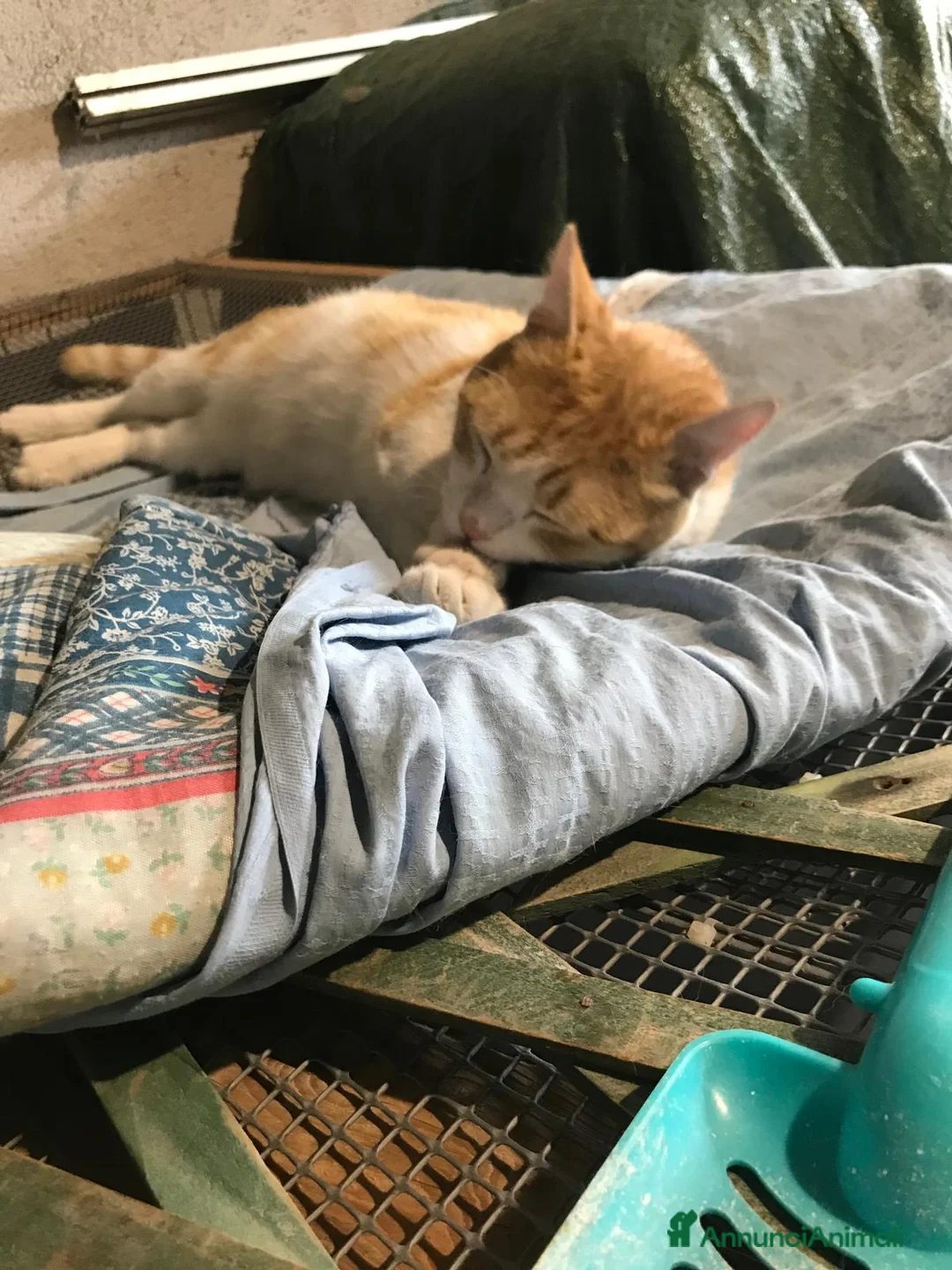 Europeo gatti in regalo: CAMILLO BELLISSIMO GATTO CERCA CASA - Annuncio 2