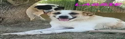 Meticcio cani in regalo: LASSIE simpatica e socievole a Città Metropolitana di Torino - Annuncio 6