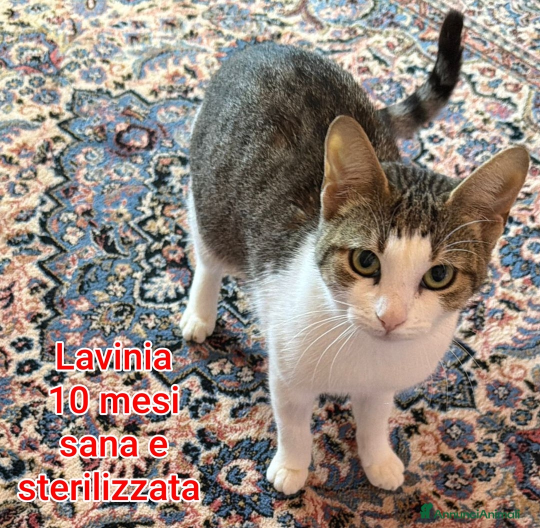 Europeo gatti in regalo: GATTINI ADORABILI IN CERCA DI CASA  - Annuncio 11