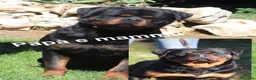 Rottweiler cani in vendita: ROTTWEILER TAGLIA GRANDE LINEA SERBA - Annuncio 6