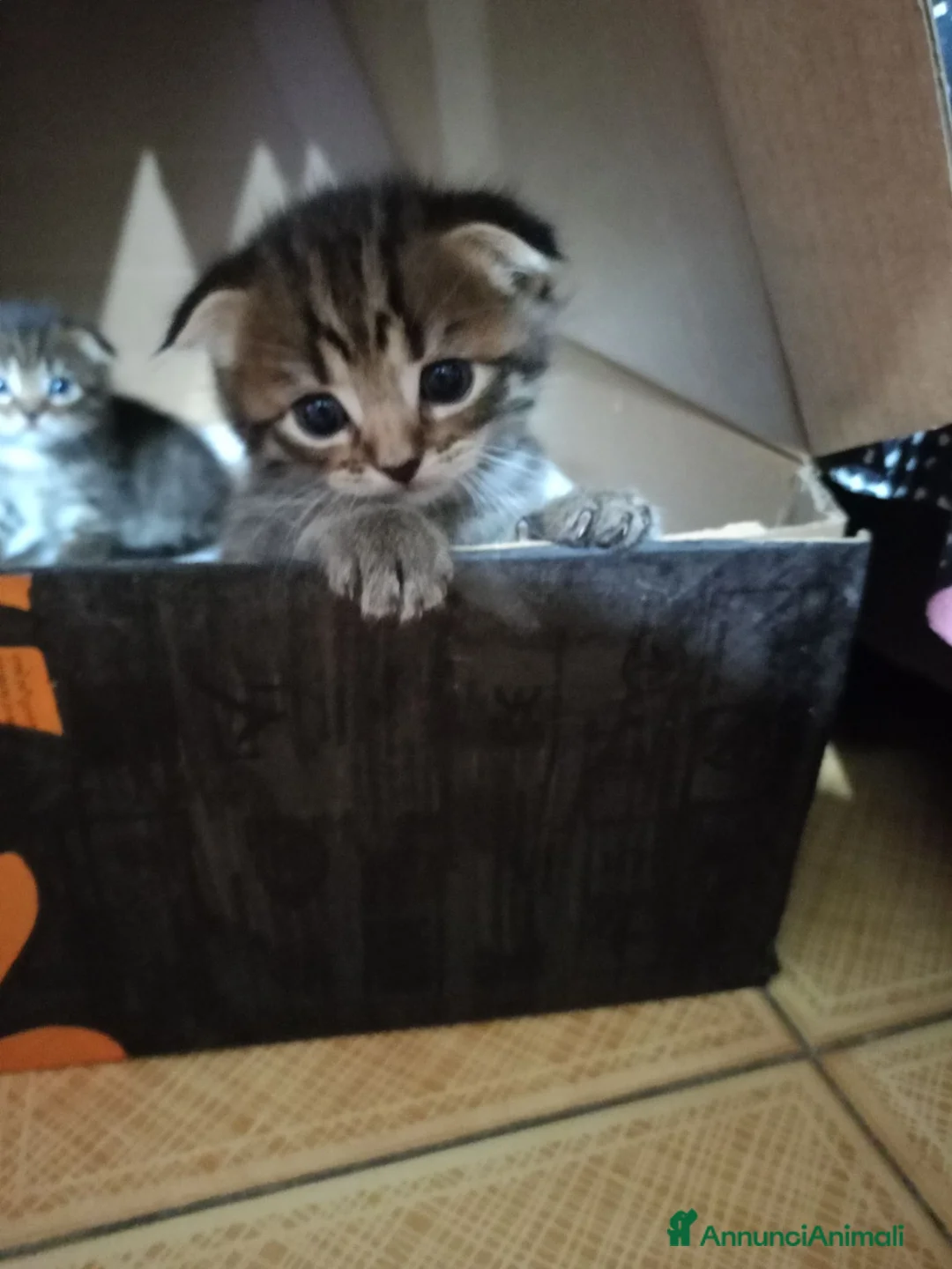 Scottish gatti in vendita: Cuccioli scottish/Maine coon - Annuncio 7