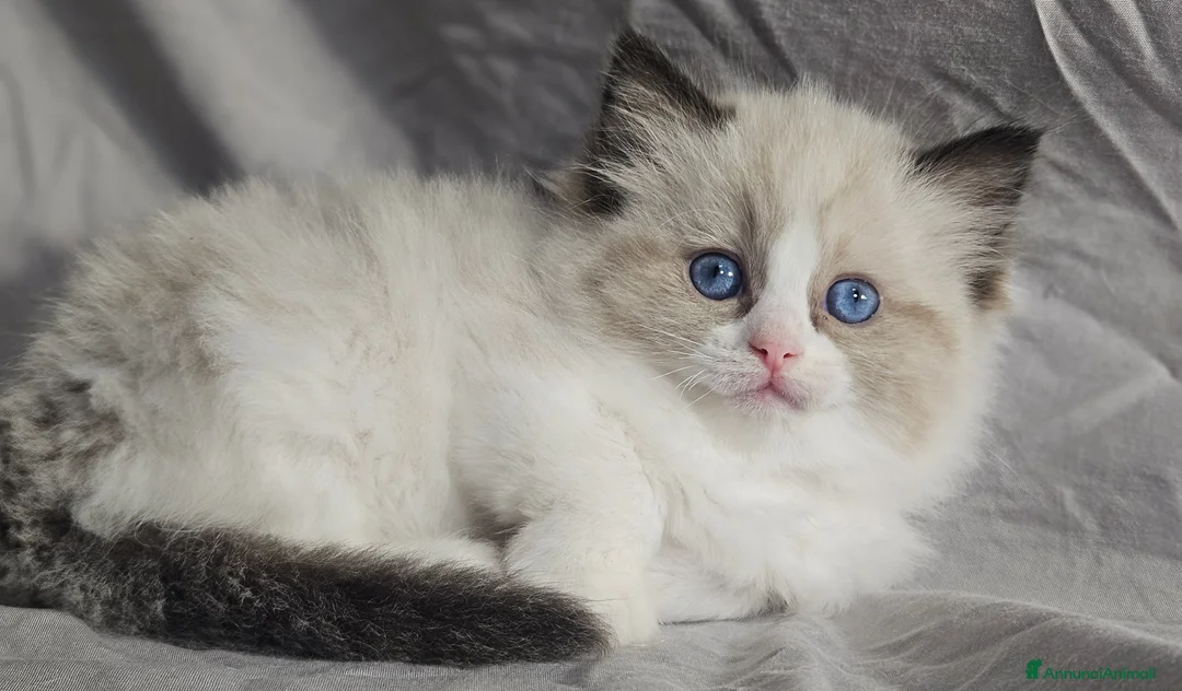 Ragdoll gatti in vendita: Stupenda cucciolata Ragdoll - Annuncio 3