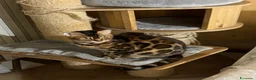 Bengala gatti in regalo: Bengala - Annuncio 7