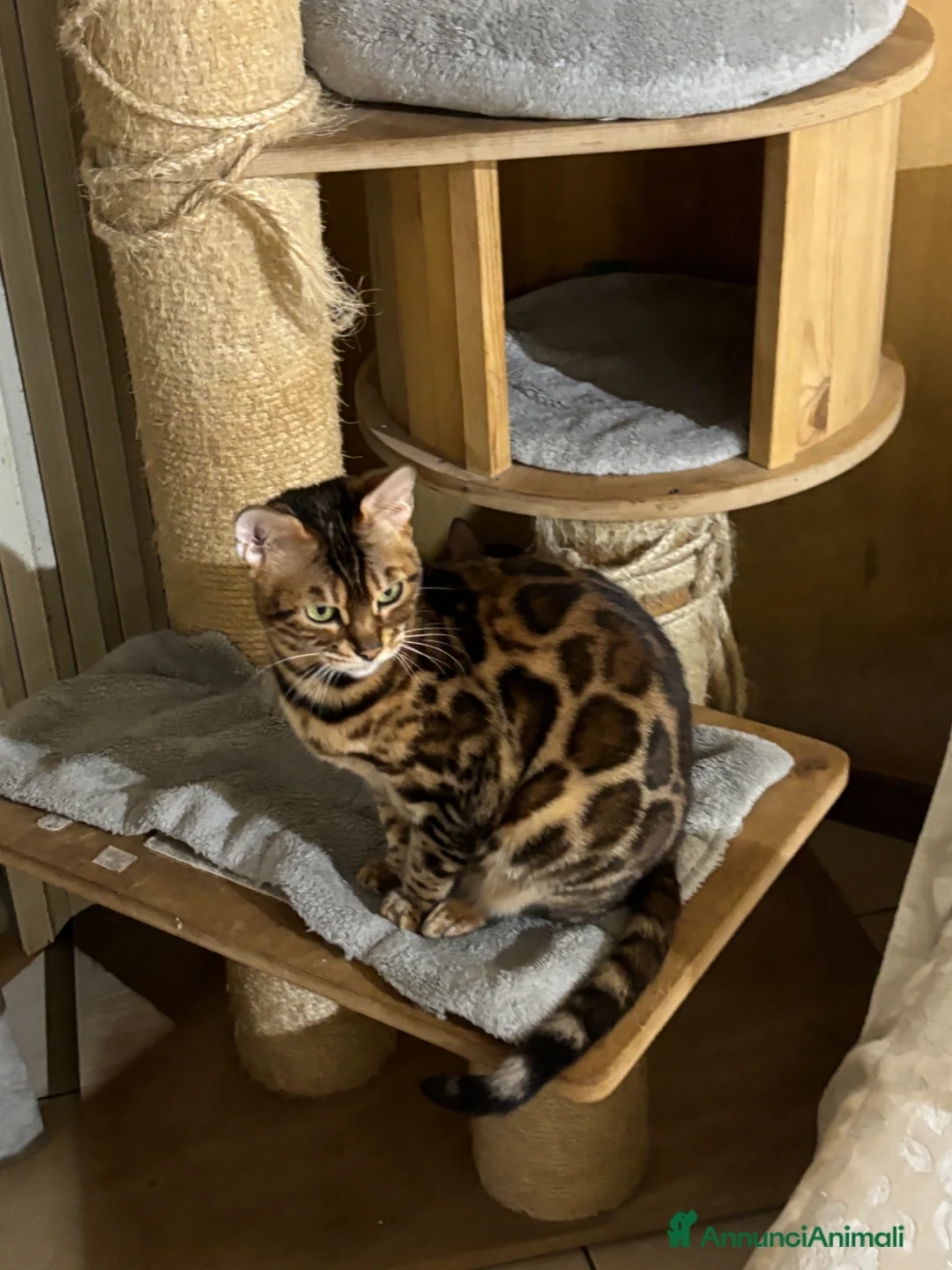 Bengala gatti in regalo: Bengala - Annuncio 7