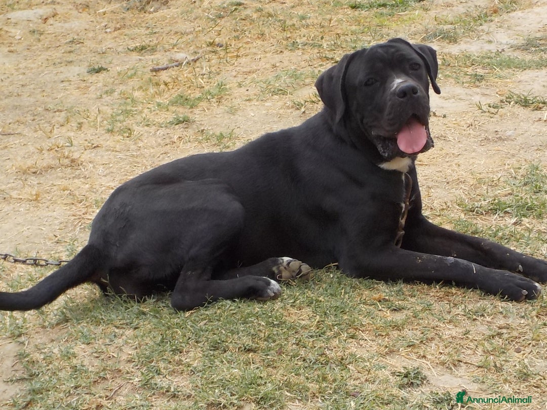 Cane Corso cani in vendita: spettacolari cuccioli di cane corso a Provincia di Cuneo - Immagine 13