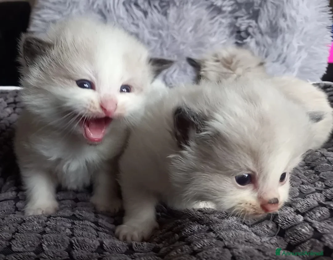 Immagine della galleria {{count}}