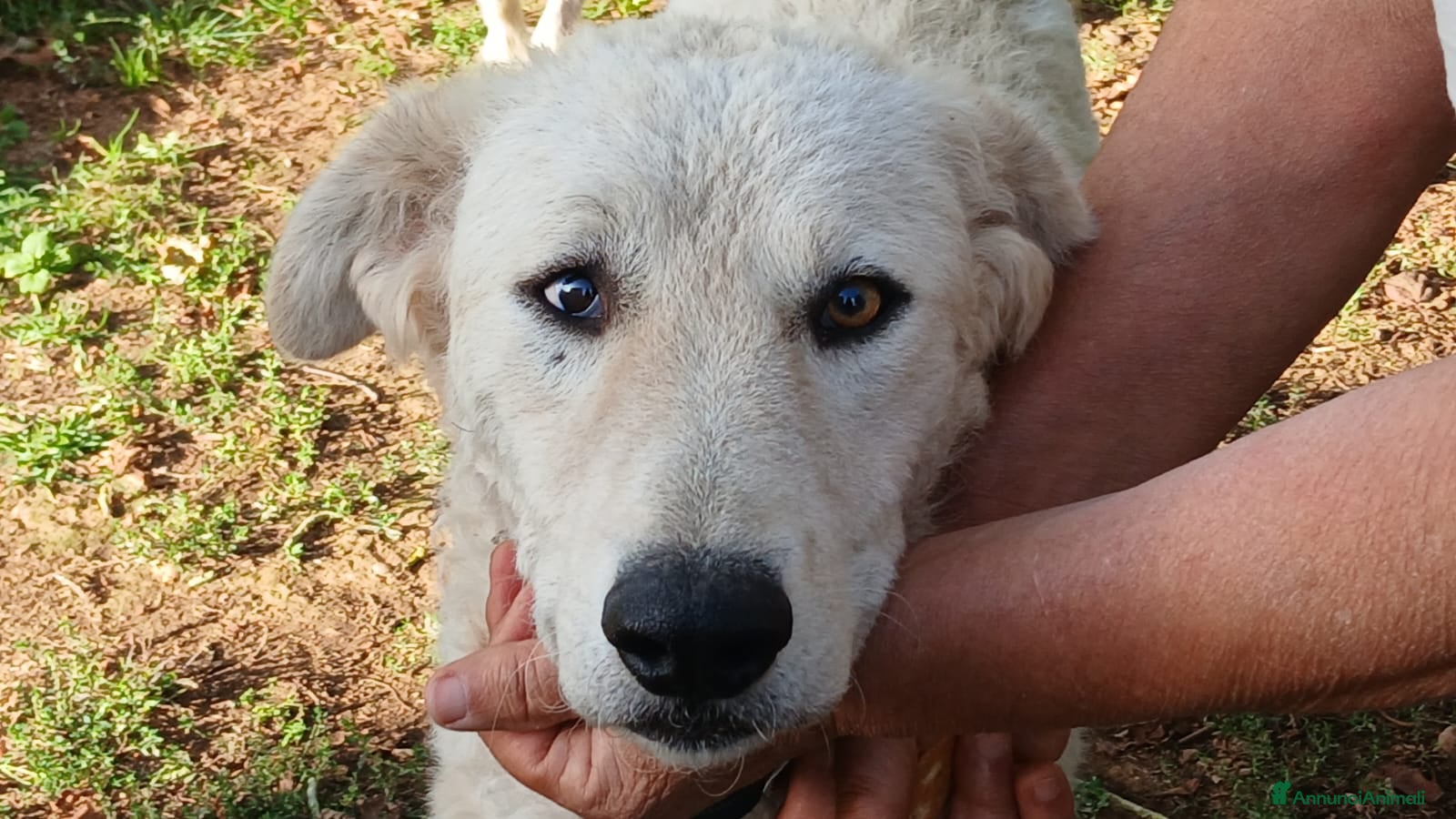 Meticcio cani MIMMO PRESO A BASTONATE HA BISOGNO DI TE - Annuncio 41