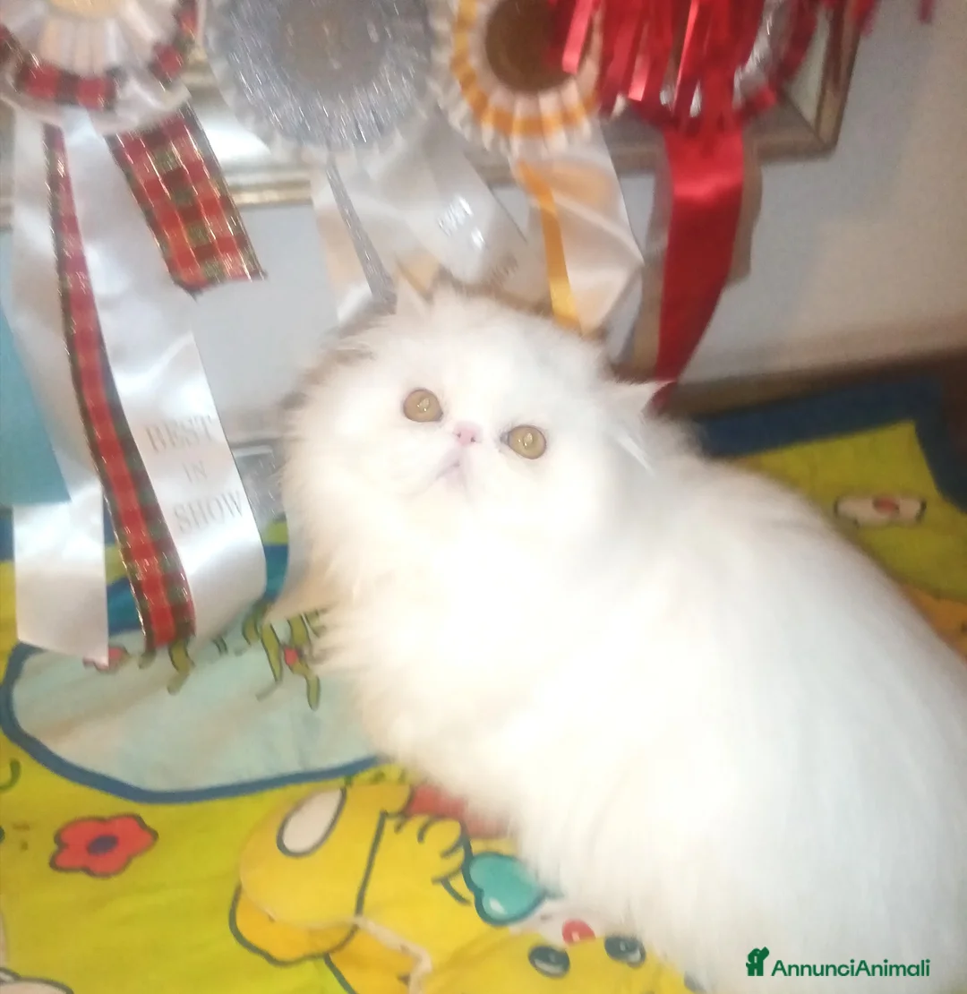 Persiano gatti in vendita: Cuccioloni gatti Persiani pura razza  - Annuncio 3