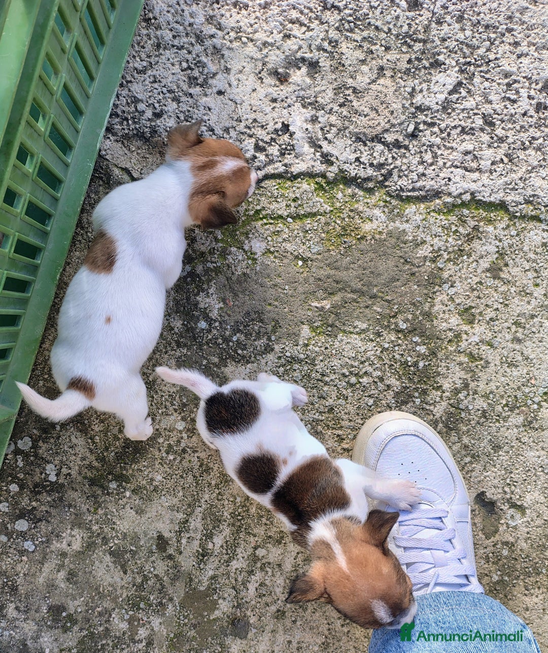 Jack Russell cani in vendita: Cucciole jack russel  - Annuncio 3