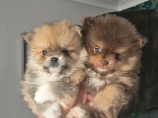 Volpino Pomerania cani Cuccioli di Pomerania di tipo Teddy Bear - Annuncio 1