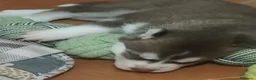 Husky cani in vendita: Cuccioli di husky  a Città metropolitana di Roma Capitale - Annuncio 6